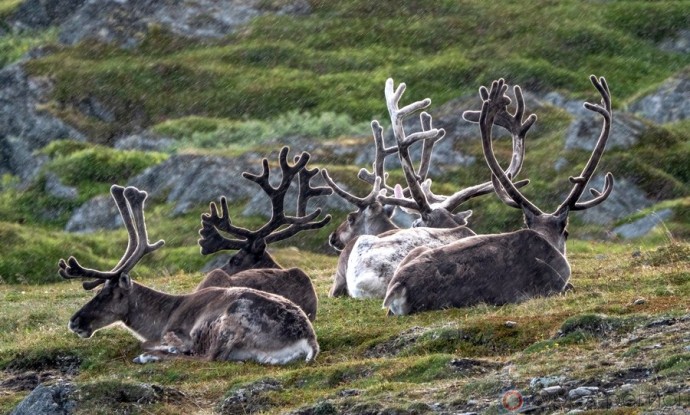 КРАСОТЫ РАЗНЫХ ШИРОТ НА ВЫСТАВКЕ В ОРЛЕ