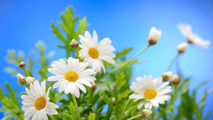 ДЕНЬ СЕМЬИ, ЛЮБВИ И ВЕРНОСТИ