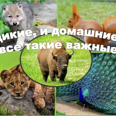И ДИКИЕ, И ДОМАШНИЕ – ВСЕ ТАКИЕ ВАЖНЫЕ 0 И ДИКИЕ, И ДОМАШНИЕ – ВСЕ ТАКИЕ ВАЖНЫЕ 0