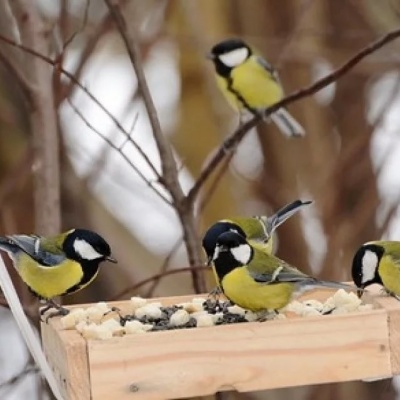 Синица к избе &ndash; зима на дворе 0